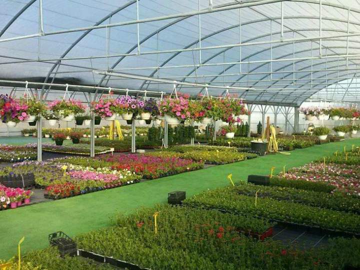 Production de fleurs Gannay-sur-Loire