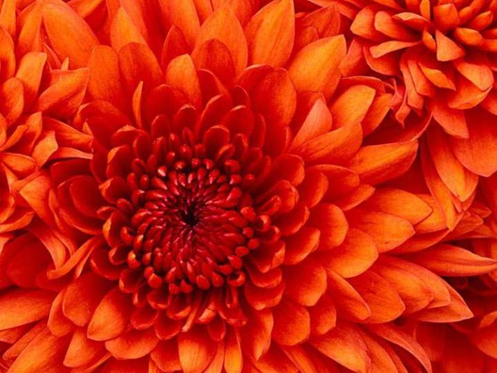 Dahlia Gannay-sur-Loire