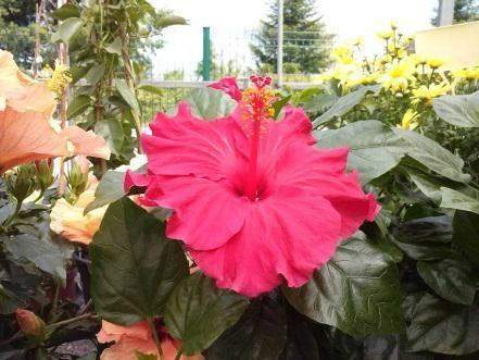 Hibiscus rose de Chine Gannay-sur-Loire