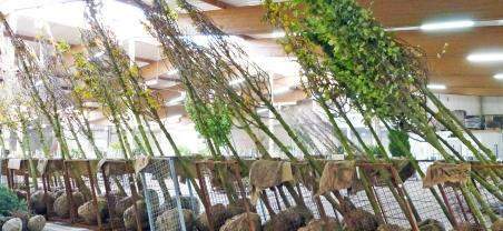 Production arbuste Gannay-sur-Loire