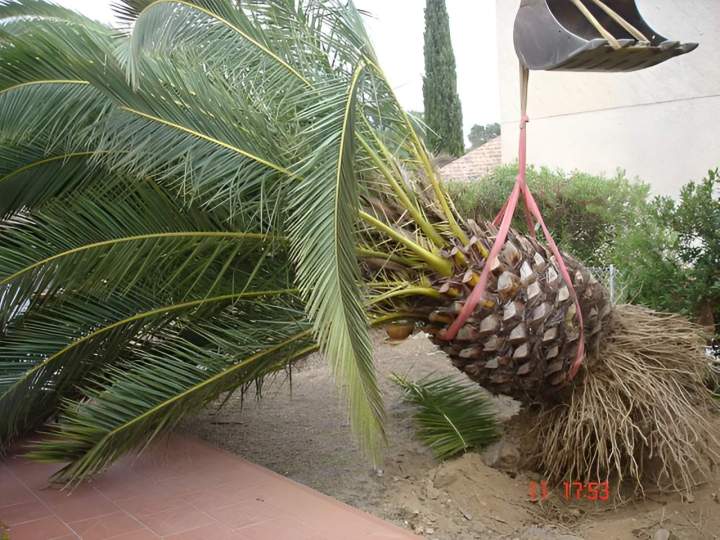 Plantation arbuste Gannay-sur-Loire