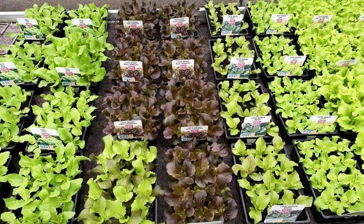 Production plantes de jardin Gannay-sur-Loire