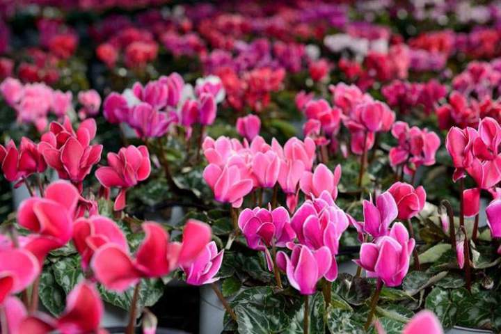Cyclamens Gannay-sur-Loire