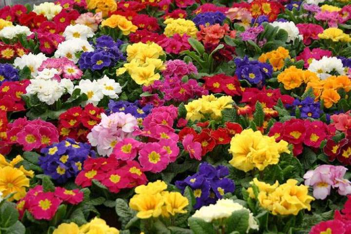 Plantation diverses fleurs Gannay-sur-Loire