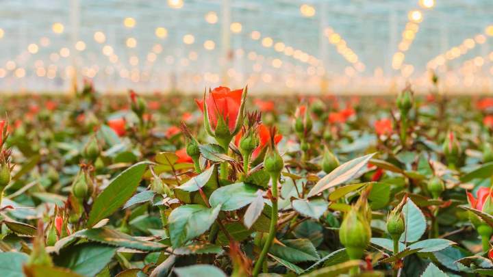Production de fleurs Gannay-sur-Loire