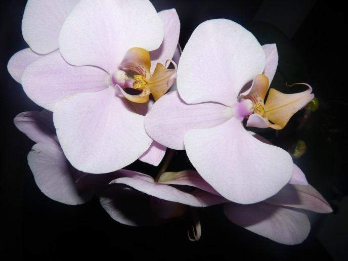 Orchidée Gannay-sur-Loire
