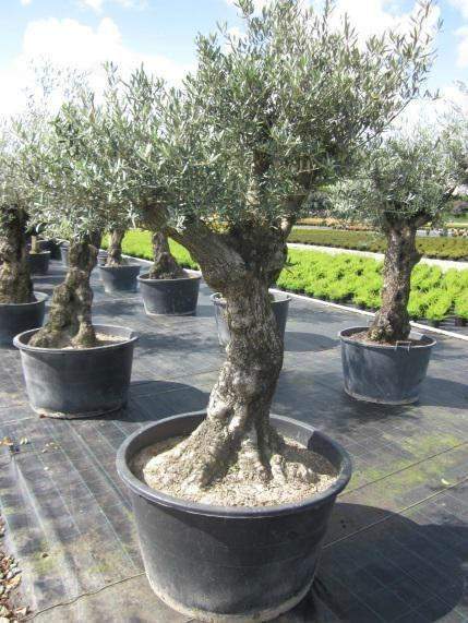 Production arbuste Gannay-sur-Loire