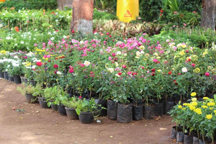 Production de fleurs Gannay-Sur-Loire