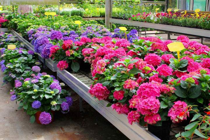 Plantation fleurs Gannay-sur-Loire